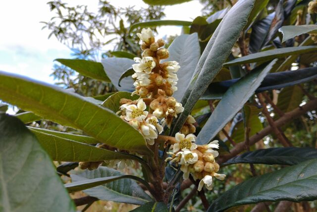 地獄のお花摘み