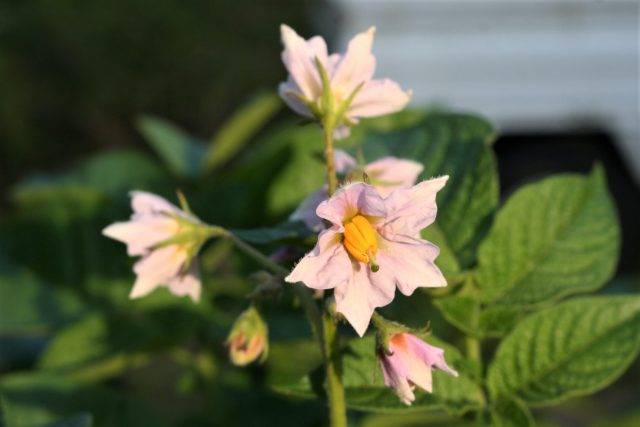 Potato Blossom