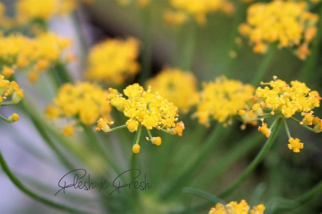 Fennel Flower