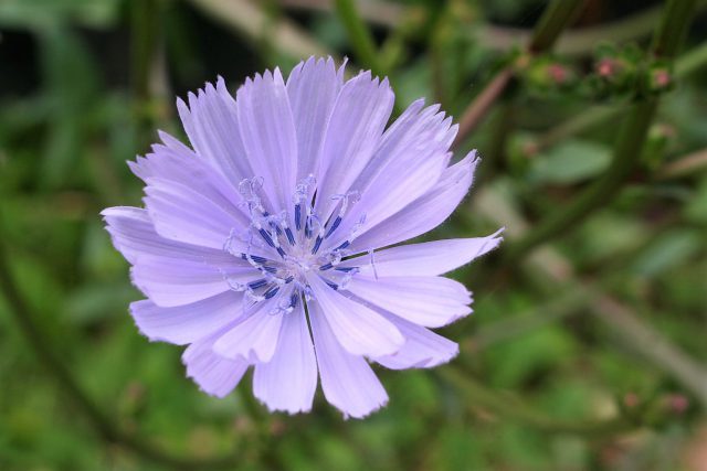 Chicory Flower