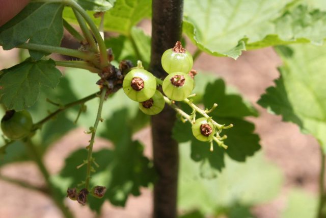 Red Currant