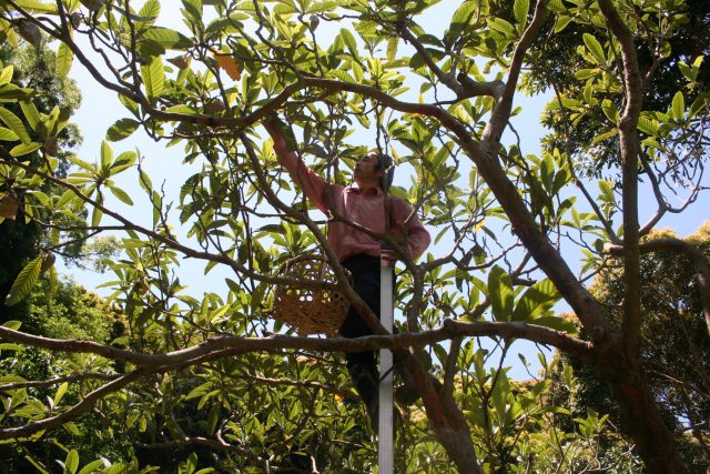 Fruit Picking