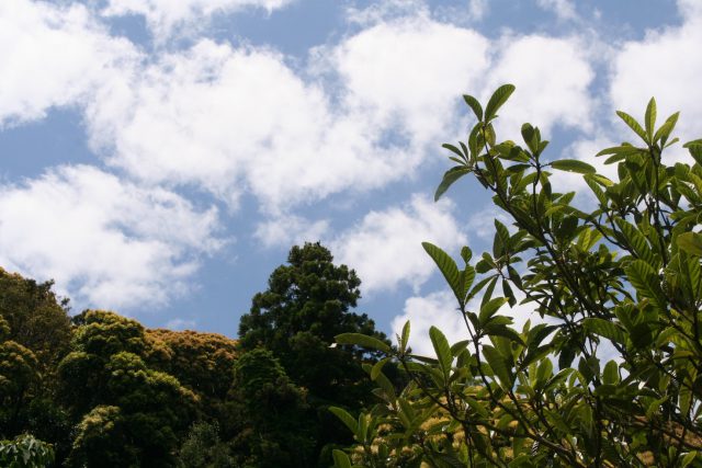 Early Summer Blue Sky