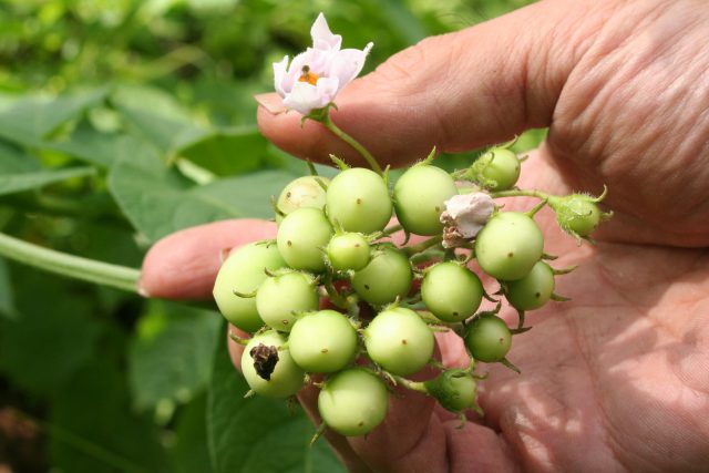 Potato Fruits