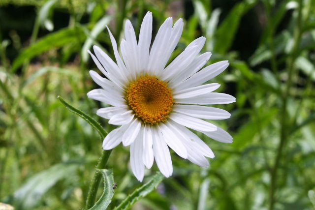 Burbank’s Shasta Daisy