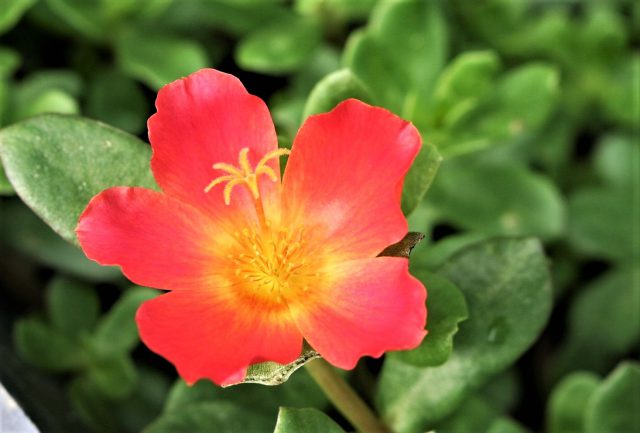 Portulaca