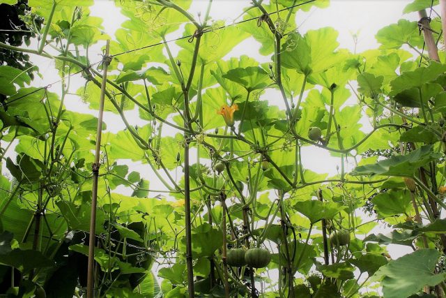 Sky Through Pumpkin Vines