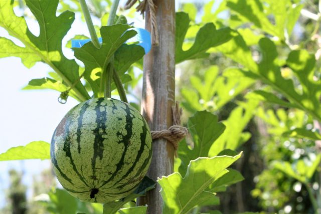 Watermelon Baby