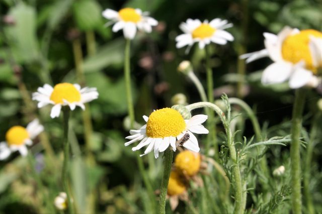 Camomile