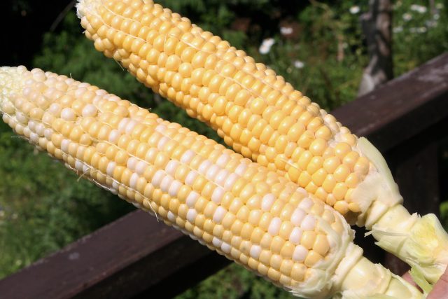 First Fruits Sweetcorn