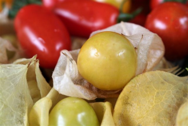 Ground Cherry, The Super Food