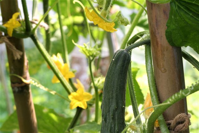 Cucumber Blossoms