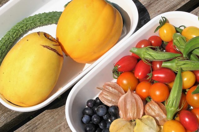 Oriental Melon in Harvest Time