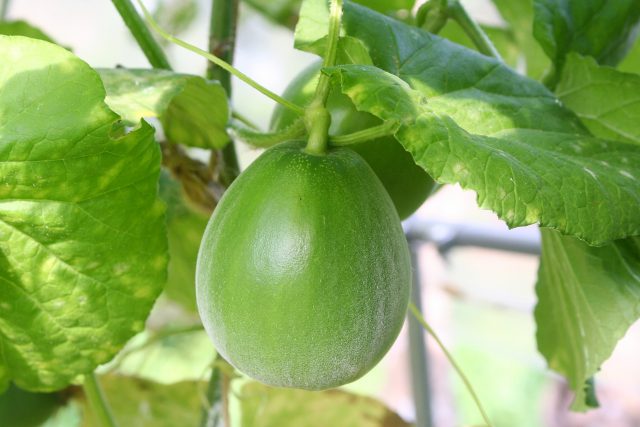 New Melon