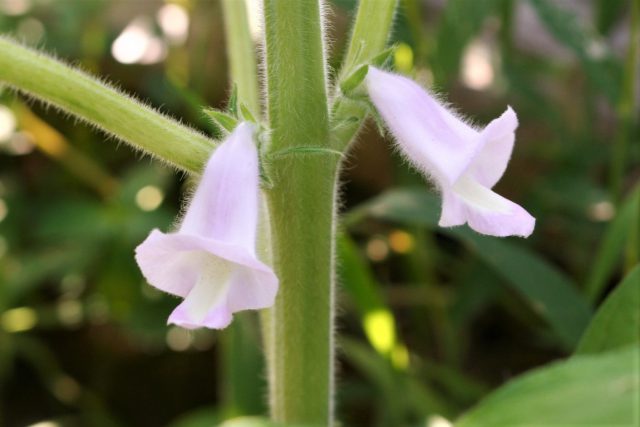 Sesame Flower