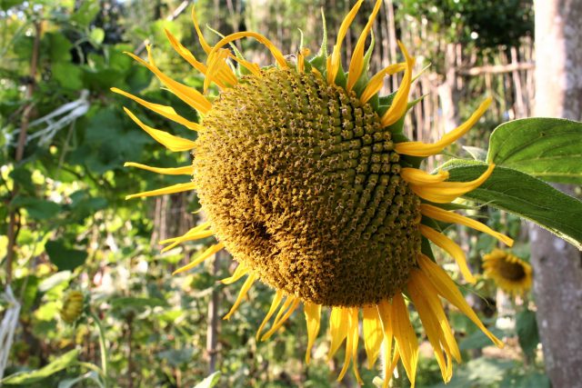 Sunflower Seeds