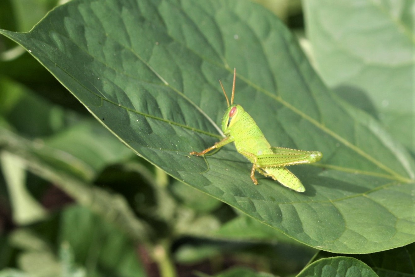 Katydid | The Orgasmic Diet