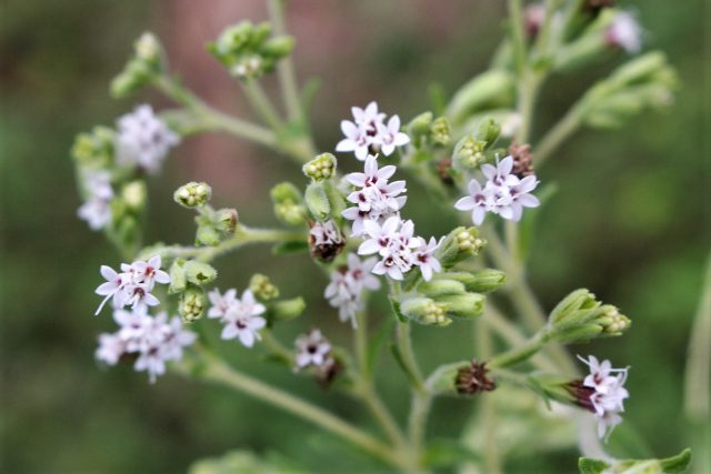 Stevia Flower