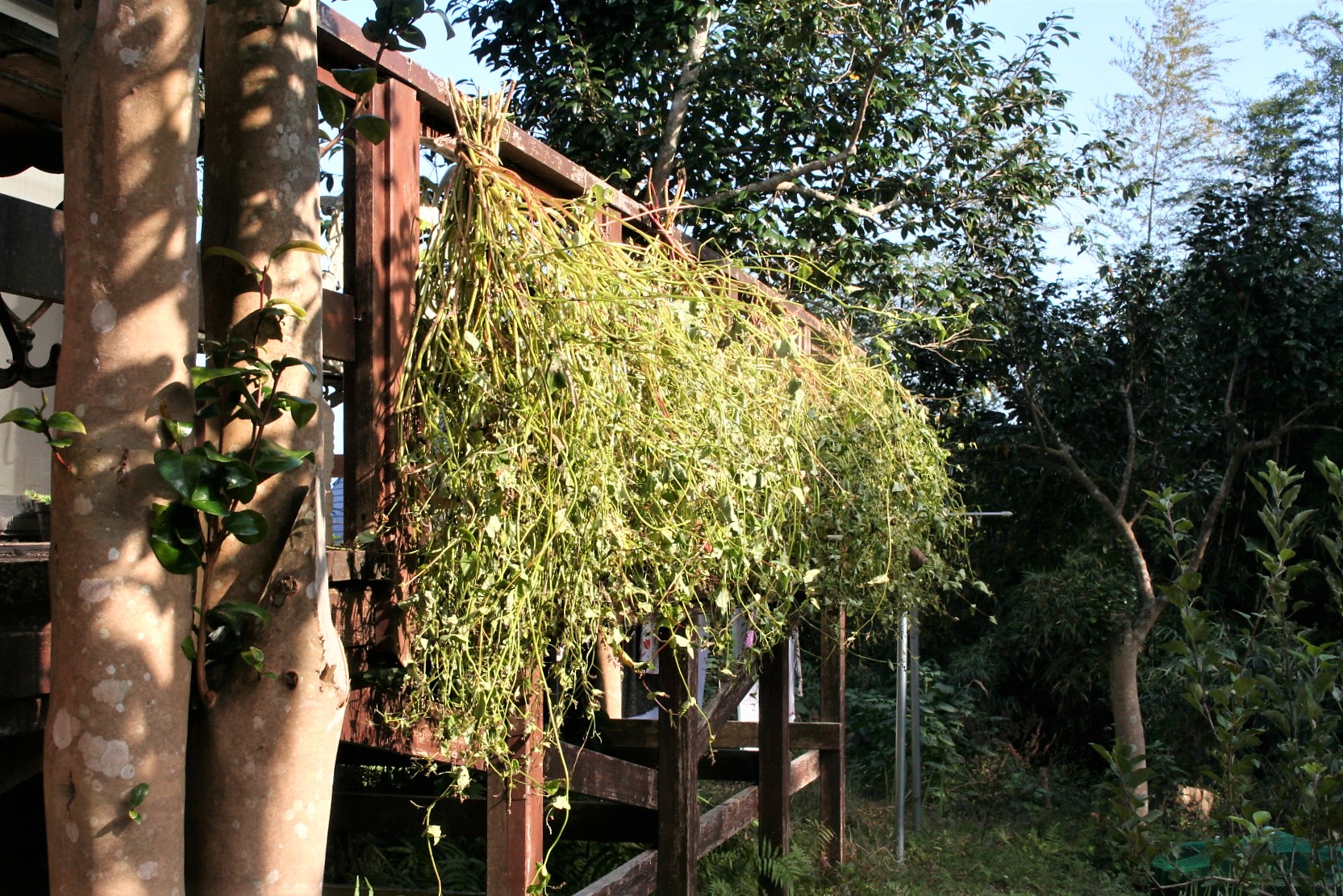 Soba Harvest The Orgasmic Diet