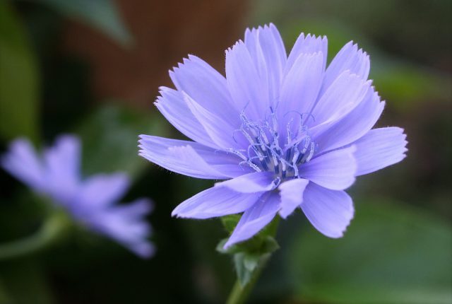 Chicory Blooms