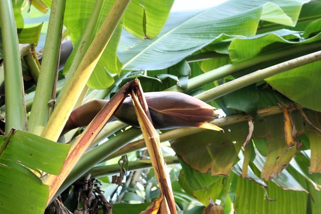 Banana Flower Bud
