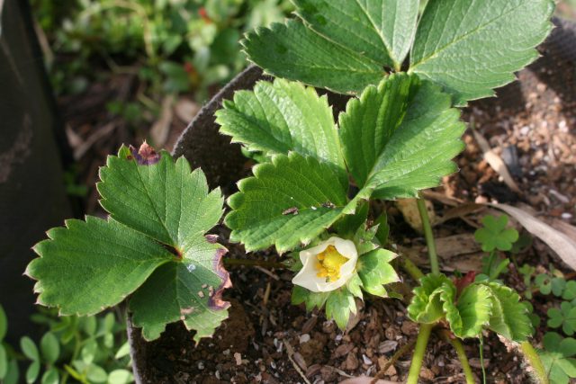 Bearing Strawberries For Christmas Cake?