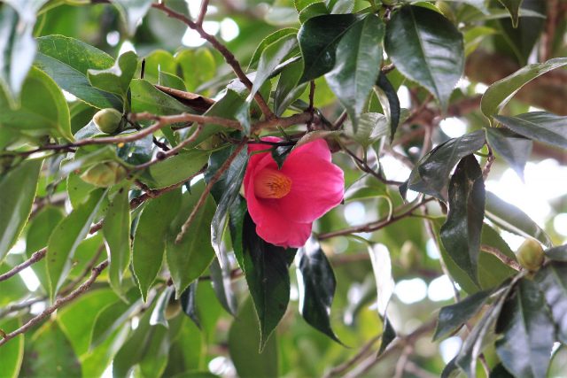 Camellia Blooming
