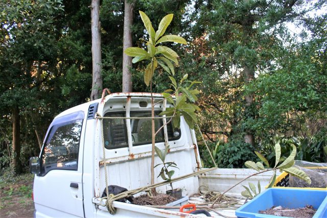 Replacing Loquat Trees